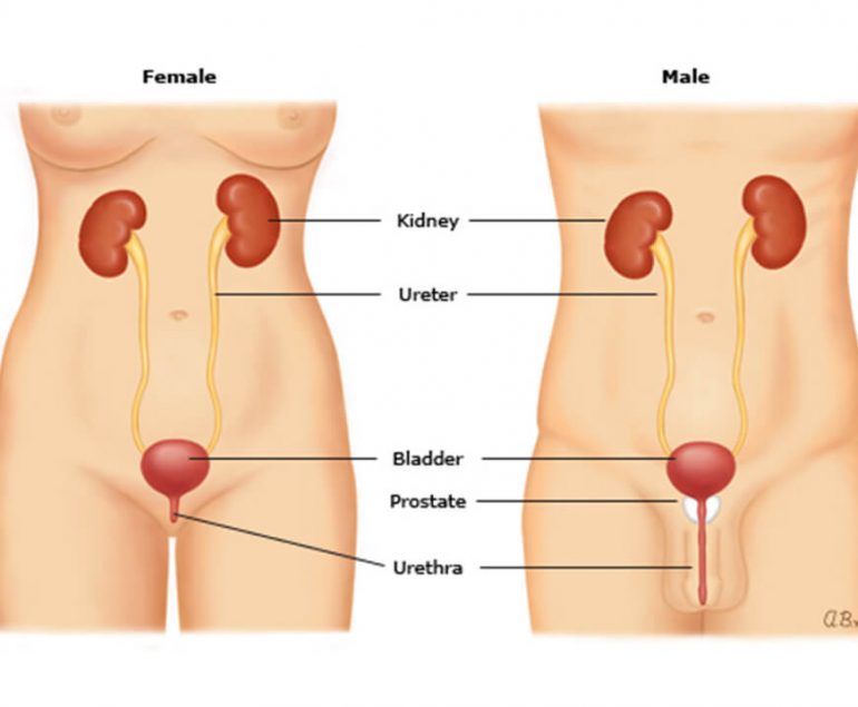 Hematuria Incontinence